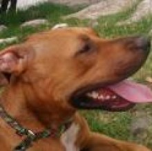 Avatar de stella castelli