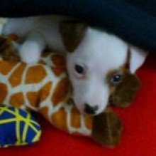 Immagine del profilo di Macchia jackrussel