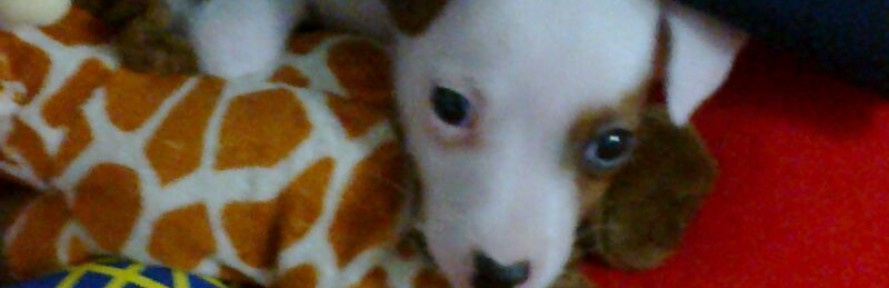 Cover di Macchia jackrussel