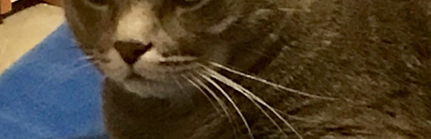 Monica Michelon's cover