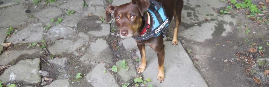 Daniela Ozzy's cover