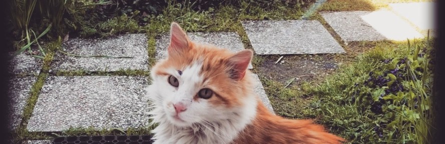 Francesca Dionisi's couverture