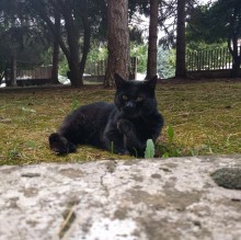 Francesca Dionisi's avatar