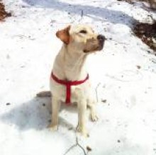 labradoritalia's Avatar