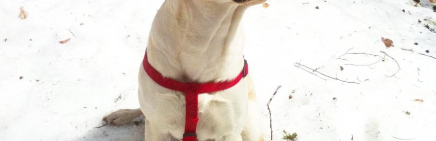 labradoritalia's cover
