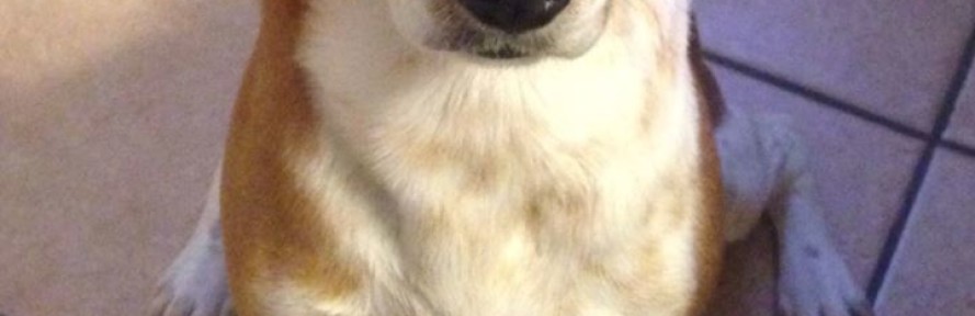 Marley's cover