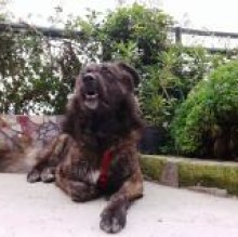 Avatar de Berg SaLvIer