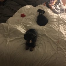 Benedetta Braccini's Avatar