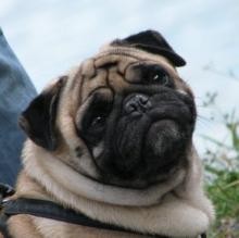 Argo Rognoni's Avatar
