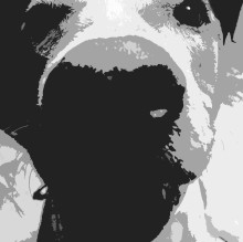 Avatar de Bossy TheDog