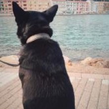 Immagine del profilo di Tobia Poggi
