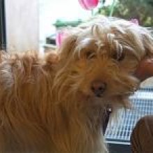 Toffy Maith's Avatar
