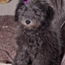 lulu Arienzo's Avatar