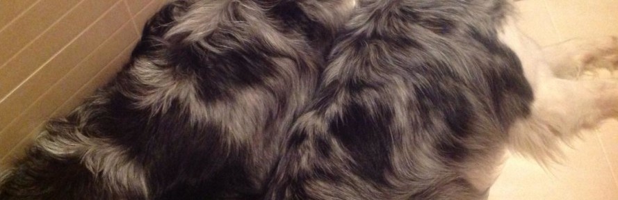 Cover di KittTaky Rossi