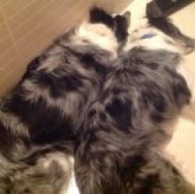 Immagine del profilo di KittTaky Rossi