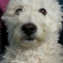 Pallina Carlino's Avatar