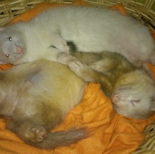 Steffi Wolf's avatar