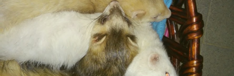 Steffi Wolf's couverture