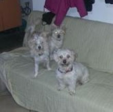 Immagine del profilo di dog172