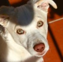 Etolino's Avatar