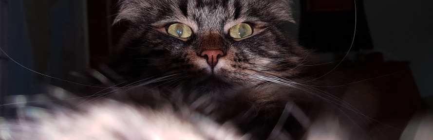 Cover di Michael Loder