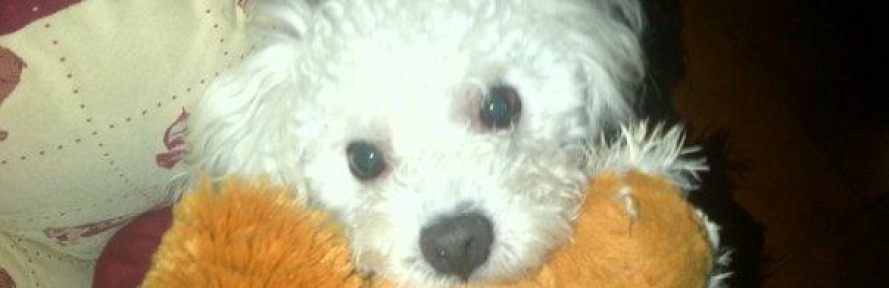 Nebbia's cover