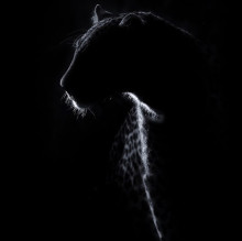 Giacomo Tarsi's avatar