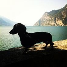 Immagine del profilo di Lulathewiener