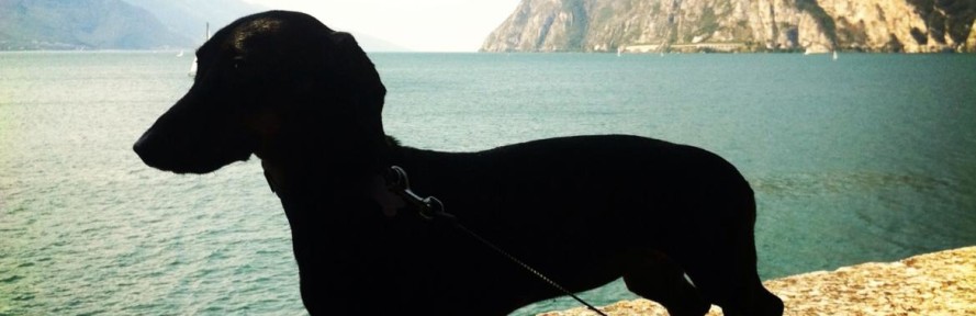 Cover di Lulathewiener
