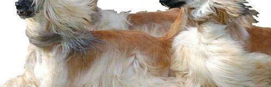 Enzo D'Amato's cover