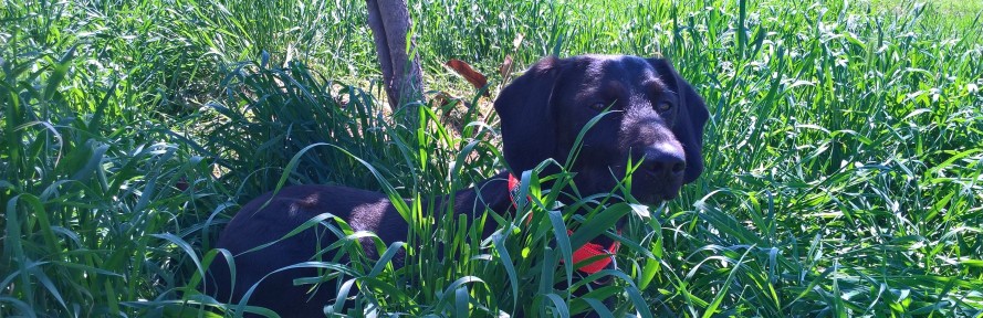 Simona Pigozzi's cover