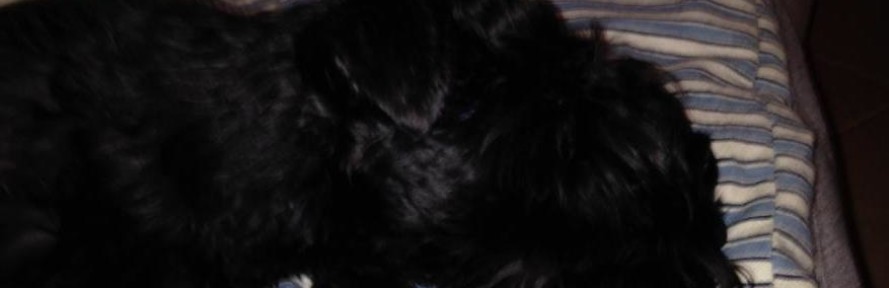 Penny's cover