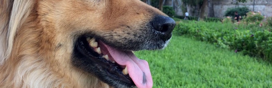 Jaime Gamón Capilla's cover