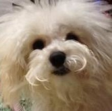 Avatar de mirellabasoli