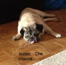 Immagine del profilo di Giottino