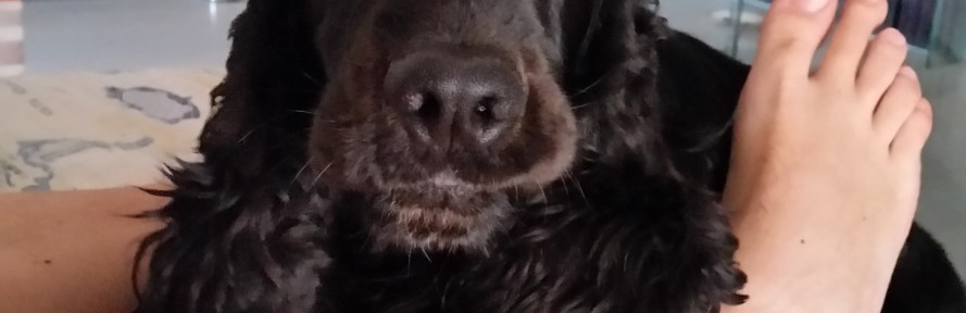 Cover di Anna D'Amato