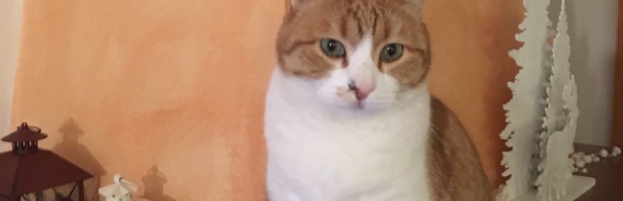 Rossana  Petri's cover