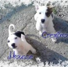 MousseCremino Nunziata's Avatar