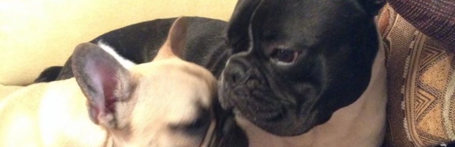 Ulissezara Bouledogue's cover