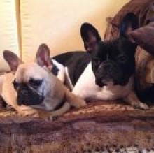 Ulissezara Bouledogue's Avatar