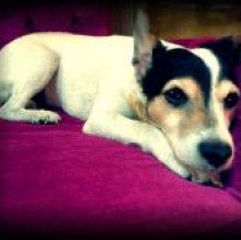 Vanity Pets's Avatar