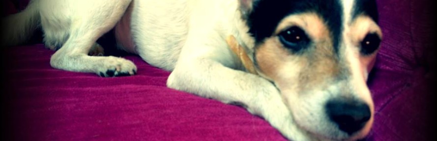 Vanity Pets's cover