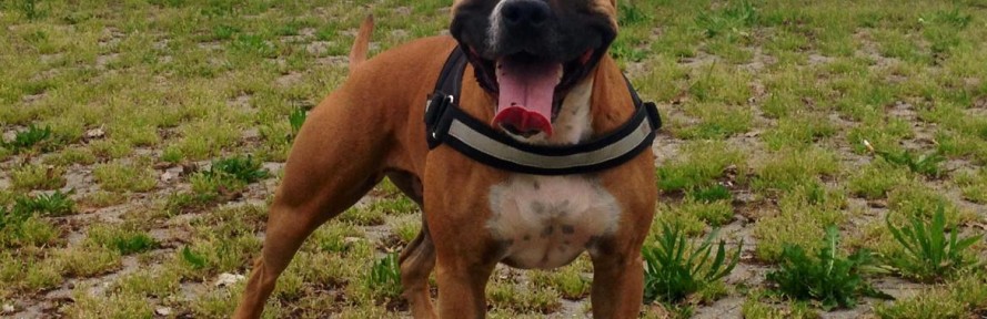 SashaAmstaff Catenazzo's cover