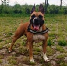 Avatar de SashaAmstaff Catenazzo