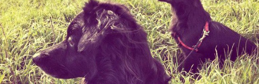CharlyPippy Calavia's couverture