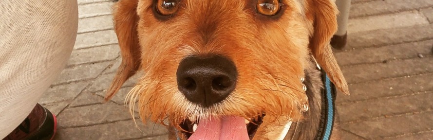 Alex Scurtu's couverture