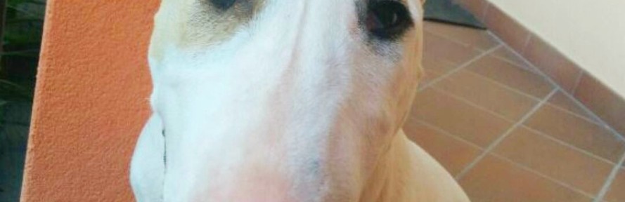 zoebull's couverture