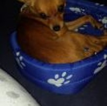 Spillo Baccifederica's avatar