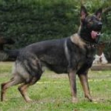 CUJO85's avatar