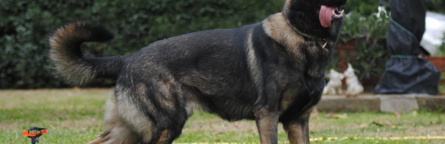 CUJO85's couverture